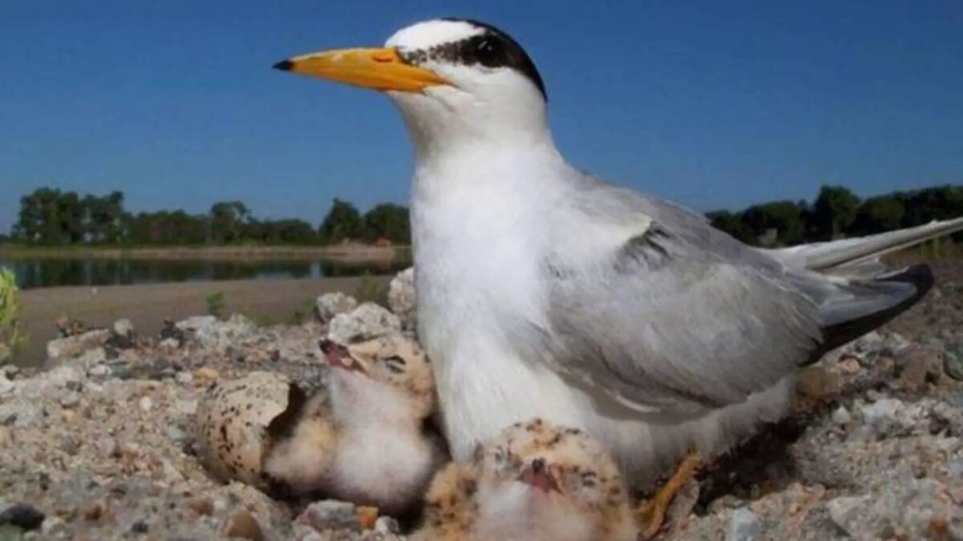 Peligra gallito marino por invadir su hábitat (1)